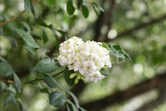 Murraya paniculata